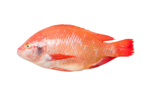 Marine Red Tilapia (Ecofish)