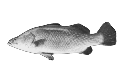 Asian Seabass (Selongsong)
